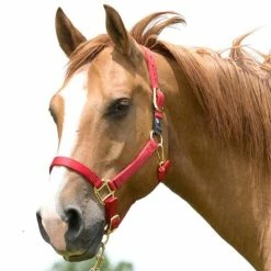 Hot Sale 😍 Weaver Leather Basic Non-Adjustable Halter ⭐ -Equine Sales Shop mas4392 1