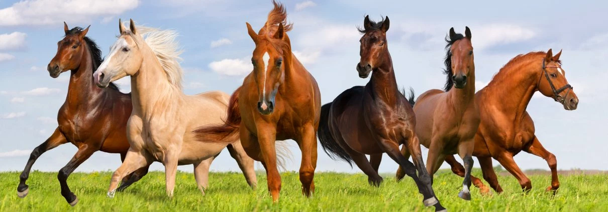 Equine Sales Shop -Equine Sales Shop 1989